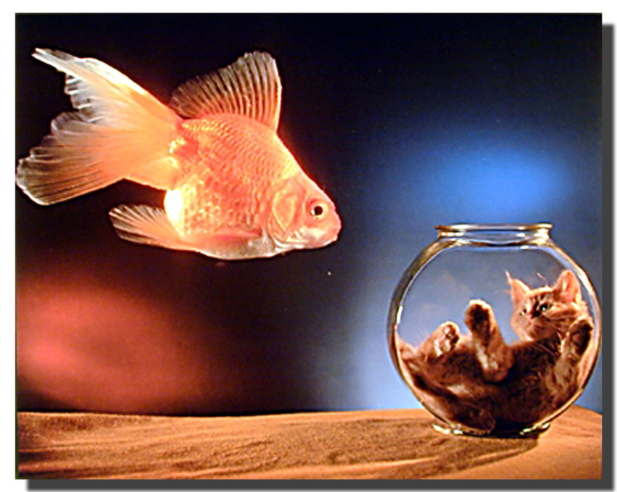 Cat in Fishbowl Poster Animal Posters Cat Posters