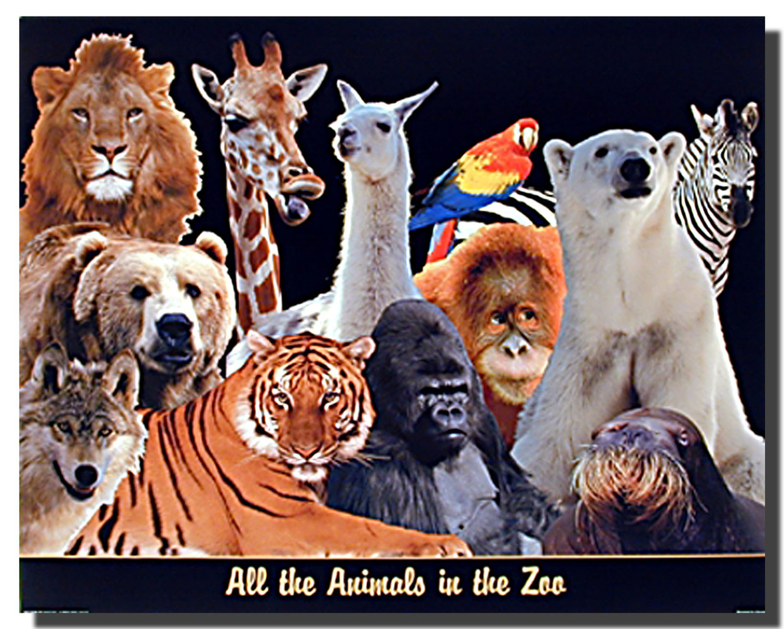 All The Animal In The Zoo Poster Animal Posters