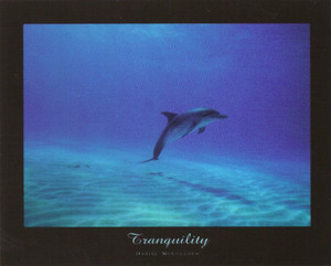 Tranquility Dolphin Underwater Ocean Animal Wall Decor Picture Art Print Poster (16x20) Tranquility Dolphin Underwater Ocean Animal Wall Decor Picture Art Print Poster (16x20)