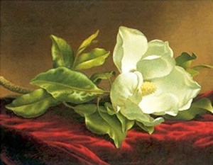 White Magnolia Grandiflora Wall Decor Art Print Poster (16x20) White Magnolia Grandiflora Wall Decor Art Print Poster (16x20)