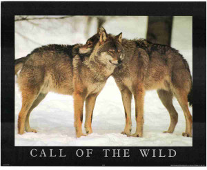 Snow Wolves Wild Animal Wall Decor Art Print Poster (16x20) Snow Wolves Wild Animal Wall Decor Art Print Poster (16x20)
