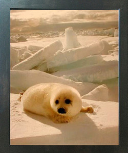 Cute Harp Seal in Snow Wild Animal Wall Decor Espresso Framed Picture Art Print (20x24) Cute Harp Seal in Snow Wild Animal Wall Decor Espresso Framed Picture Art Print (20x24)