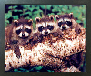 Three Raccoon Wildlife Animal Kids Room Wall Decor Espresso Framed Picture Art Print (20x24) Three Raccoon Wildlife Animal Kids Room Wall Decor Espresso Framed Picture Art Print (20x24)