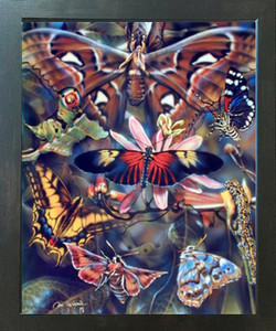 Butterflies Insects Collage Animal Nature Educational Wall Espresso Framed Picture Art Print (20x24) Butterflies Insects Collage Animal Nature Educational Wall Espresso Framed Picture Art Print (20x24)