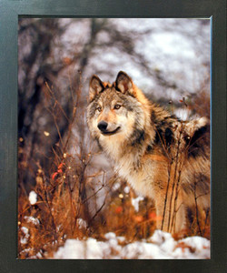 Gray Wolf in Snow Wild Animal Wall Decor Espresso Framed Picture Art Print (20x24) Gray Wolf in Snow Wild Animal Wall Decor Espresso Framed Picture Art Print (20x24)
