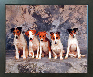 Terriers Dog Animal Wall Espresso Framed Picture Art Print (20x24) Terriers Dog Animal Wall Espresso Framed Picture Art Print (20x24)