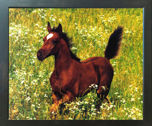 Running Arabian Horse Foal Wild Animal Wall Decor Espresso Framed Picture Art Print (20x24) Running Arabian Horse Foal Wild Animal Wall Decor Espresso Framed Picture Art Print (20x24)