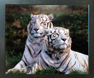 Wild White Bengal Tiger Wildlife Animal Wall Decor Espresso Framed Picture Art Print (20x24) Wild White Bengal Tiger Wildlife Animal Wall Decor Espresso Framed Picture Art Print (20x24)