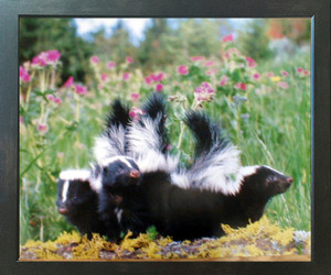 Striped Skunk Kids Wild Animal Wall Decor Espresso Framed Picture Art Print (20x24) Striped Skunk Kids Wild Animal Wall Decor Espresso Framed Picture Art Print (20x24)