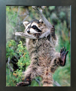 Raccoon Kit Hanging Around The Tree Wild Animal Wall Decor Espresso Framed Picture Art Print (20x24) Raccoon Kit Hanging Around The Tree Wild Animal Wall Decor Espresso Framed Picture Art Print (20x24)