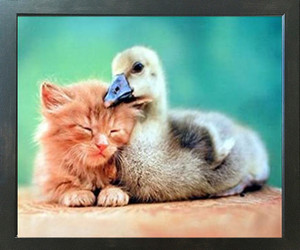 Cute Cat and Duckling Friends Animal Wall Decor Espresso Framed Art Print Picture (20x24) Cute Cat and Duckling Friends Animal Wall Decor Espresso Framed Art Print Picture (20x24)