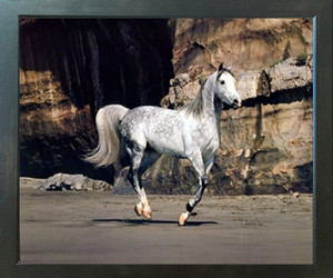 White Horse Running on Beach Wall Decor Espresso Framed Picture Art Print (20x24) White Horse Running on Beach Wall Decor Espresso Framed Picture Art Print (20x24)
