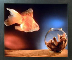 Goldfish and Cute Cat Kitten in a Fishbowl Animal Kids Room Wall Espresso Framed Picture Art Print (20x24) Goldfish and Cute Cat Kitten in a Fishbowl Animal Kids Room Wall Espresso Framed Picture Art Print (20x24)
