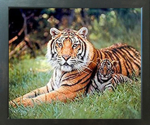 Tiger and Cubs Wildlife Animal Nature Wall Decor Espresso Framed Picture Art Print (20x24) Tiger and Cubs Wildlife Animal Nature Wall Decor Espresso Framed Picture Art Print (20x24)