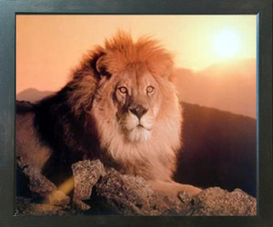 Lion King (Sunset) Big Cat Wild Animal Wall Espresso Framed Picture Art Print (20x24) Lion King (Sunset) Big Cat Wild Animal Wall Espresso Framed Picture Art Print (20x24)