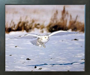 Snow White Owl Bird Wildlife Animal Wall Decor Espresso Framed Picture Art Print (20x24) Snow White Owl Bird Wildlife Animal Wall Decor Espresso Framed Picture Art Print (20x24)