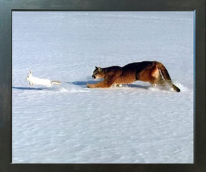 Cougar Chasing Rabbit in Snow Wildlife Animal Espresso Framed Wall Picture Art Print (20x24) Cougar Chasing Rabbit in Snow Wildlife Animal Espresso Framed Wall Picture Art Print (20x24)