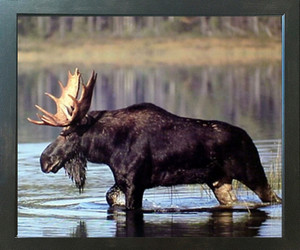 Large Moose Crossing Lake G Sanker Wild Animal Nature Wall Decor Picture Espresso Framed Art Print (20x24) Large Moose Crossing Lake G Sanker Wild Animal Nature Wall Decor Picture Espresso Framed Art Print (20x24)
