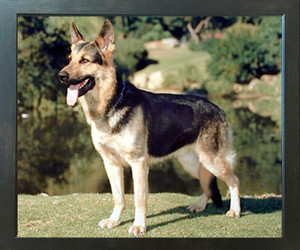 German Shepherd Dog Animal Wall Decor Espresso Framed Picture Art Print (20x24) German Shepherd Dog Animal Wall Decor Espresso Framed Picture Art Print (20x24)