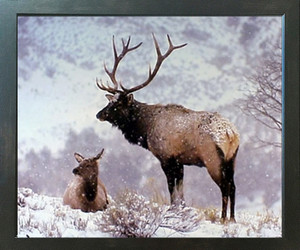 Large Bull Elk in Snow Wild Animal Wall Decor Espresso Framed Wall Picture Art Print (20x24) Large Bull Elk in Snow Wild Animal Wall Decor Espresso Framed Wall Picture Art Print (20x24)