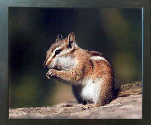 Chipmunk Eating Food Cute Animal Kids Room Decor Wall Espresso Framed Picture Art Print (20x24) Chipmunk Eating Food Cute Animal Kids Room Decor Wall Espresso Framed Picture Art Print (20x24)