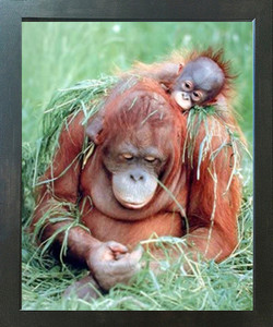 Orangutan and Baby Wildlife Animal Nature Wall Decor Espresso Framed Picture Art Print (20x24) Orangutan and Baby Wildlife Animal Nature Wall Decor Espresso Framed Picture Art Print (20x24)
