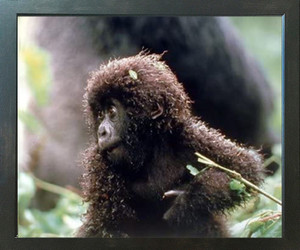 Baby Mountain Gorilla Wild Animal Wall Decor Espresso Framed Picture Art Print (20x24) Baby Mountain Gorilla Wild Animal Wall Decor Espresso Framed Picture Art Print (20x24)