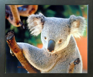 Koala Bear Holding a Tree Kids Room Wall Espresso Framed Picture Art Print (20x24) Koala Bear Holding a Tree Kids Room Wall Espresso Framed Picture Art Print (20x24)