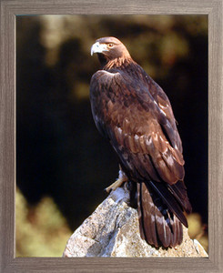 Golden Eagle Wildlife Animal Wall Decor Espresso Framed Picture Art Print (20x24) Golden Eagle Wildlife Animal Wall Decor Espresso Framed Picture Art Print (20x24)