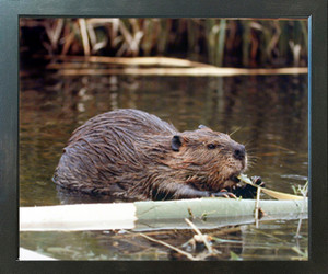 Beaver Wildlife Sea Animal Wall Decor Espresso Framed Picture Art Print (20x24) Beaver Wildlife Sea Animal Wall Decor Espresso Framed Picture Art Print (20x24)