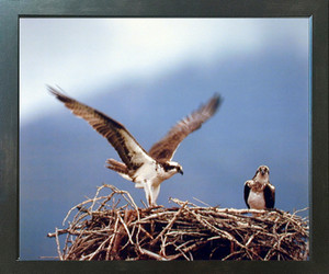 Osprey Eagle (Seahawks) Birds Nest Animal Wall Decor Espresso Framed Art Print Picture (20x24) Osprey Eagle (Seahawks) Birds Nest Animal Wall Decor Espresso Framed Art Print Picture (20x24)