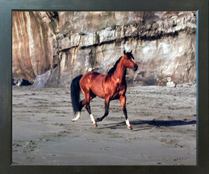 Arabian Horse Running on Beach Animal Espresso Wall Framed Picture Art Print (20x24) Arabian Horse Running on Beach Animal Espresso Wall Framed Picture Art Print (20x24)
