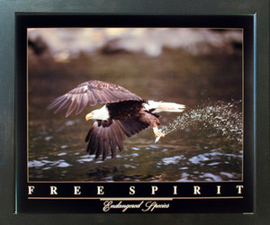 Bald Eagle Flying Over River "Free Spirit" Bird Espresso Framed Wall Decor Picture Art Print (20x24) Bald Eagle Flying Over River "Free Spirit" Bird Espresso Framed Wall Decor Picture Art Print (20x24)