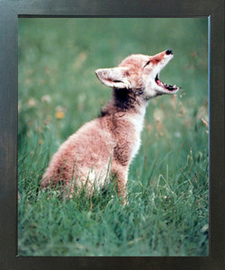 Coyote Pup Howling Wildlife Wall Decor Espresso Framed Picture Art Print (20x24) Coyote Pup Howling Wildlife Wall Decor Espresso Framed Picture Art Print (20x24)