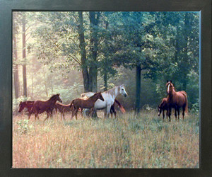 Horses in Pasture Animal Wildlife Wall Decor Espresso Framed Picture Art Print (20x24)