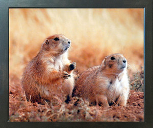 Cute Prairie Dogs Wild Animal Wall Espresso Framed Picture Art Print (20x24)
