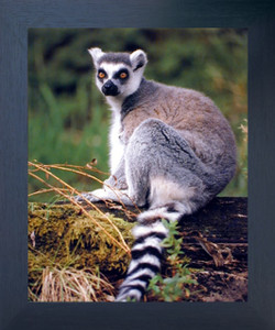 Ring Tailed Lemur Monkey Wild Animal Wall Decor Espresso Framed Picture Art Print (20x24)