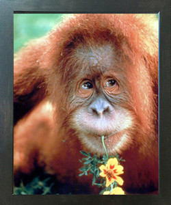Orangutan Monkey Wild Animal Nature Wall Decor Espresso Framed Picture Art Print (20x24)