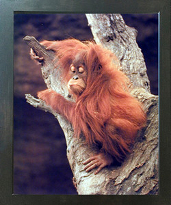 Orangutan Monkey Holding Tree Espresso Wildlife Framed Picture Art Print (20x24) Orangutan Monkey Holding Tree Espresso Wildlife Framed Picture Art Print (20x24)