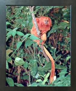 Wild Golden Lion Tamarin Animal Home Decor Wall Decor Espresso Framed Picture Art Print (20x24) Wild Golden Lion Tamarin Animal Home Decor Wall Decor Espresso Framed Picture Art Print (20x24)