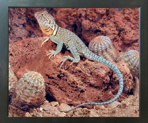 Collard Lizard Desert Wildlife Animal Wall Decor Espresso Framed Art Print Picture (20x24) Collard Lizard Desert Wildlife Animal Wall Decor Espresso Framed Art Print Picture (20x24)