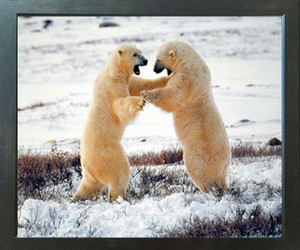 Polar Bears Fighting in Snow Wildlife Animal Wall Decor Espresso Framed Picture Art Print (20x24) Polar Bears Fighting in Snow Wildlife Animal Wall Decor Espresso Framed Picture Art Print (20x24)