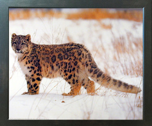 Snow Leopard Wild Big Cat Animal Wall Decor Wildlife Espresso Framed Picture Art Print (20x24) Snow Leopard Wild Big Cat Animal Wall Decor Wildlife Espresso Framed Picture Art Print (20x24)