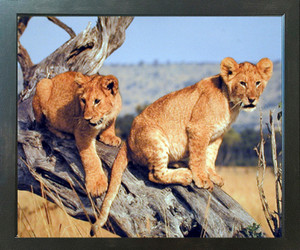 Lion Cubs Wildlife Animal Nature Wall Decor Espresso Framed Picture Art Print (20x24) Lion Cubs Wildlife Animal Nature Wall Decor Espresso Framed Picture Art Print (20x24)
