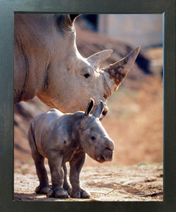 Mother Rhinoceros with Her Baby White Rhino Animal Wildlife Wall Decor Espresso Framed Picture Art Print (20x24) Mother Rhinoceros with Her Baby White Rhino Animal Wildlife Wall Decor Espresso Framed Picture Art Print (20x24)