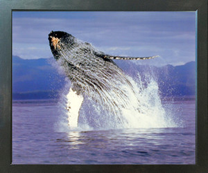 Humpback Sea Whale Ocean Animal Wall Decor Espresso Framed Picture Art Print (20x24) Humpback Sea Whale Ocean Animal Wall Decor Espresso Framed Picture Art Print (20x24)