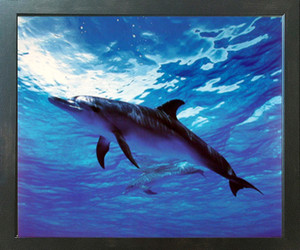 Bottlenose Dolphin Underwater Ocean Sealife Animal Wall Decor Espresso Framed Picture Art Print (20x24) Bottlenose Dolphin Underwater Ocean Sealife Animal Wall Decor Espresso Framed Picture Art Print (20x24)
