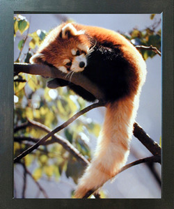 Red Panda Bear Holding Tree Wild Animal Wall Decor Espresso Framed Picture Art Print (20x24) Red Panda Bear Holding Tree Wild Animal Wall Decor Espresso Framed Picture Art Print (20x24)