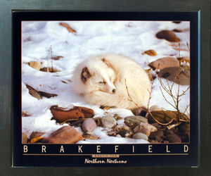 Arctic Fox in Snow Northern Nocturne Wildlife Animal Wall Decor Espresso Framed Art Print Picture (20x24) Arctic Fox in Snow Northern Nocturne Wildlife Animal Wall Decor Espresso Framed Art Print Picture (20x24)