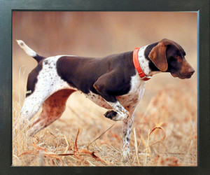 German Short Hair Pointer Dog in Field  Animal Wall Decor Espresso Framed Art Print (20x24)